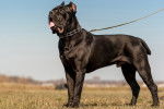 Un Blue Blood Cane Corso en laisse dans un paysage herbeux