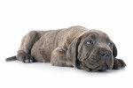 Un Blue Blood Cane Corso allongé sur un fond blanc