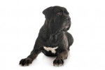 Un Blue Blood Cane Corso allongé sur un fond blanc