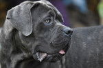 Photo du visage d'un Blue Blood Cane Corso