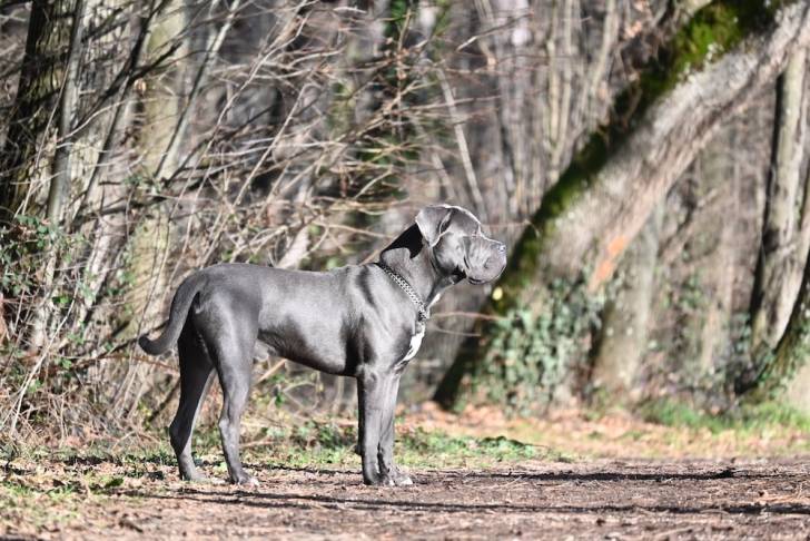 Un Blue Blood Cane Corso, se tenant à quatre pattes et portant un collier autour du cou