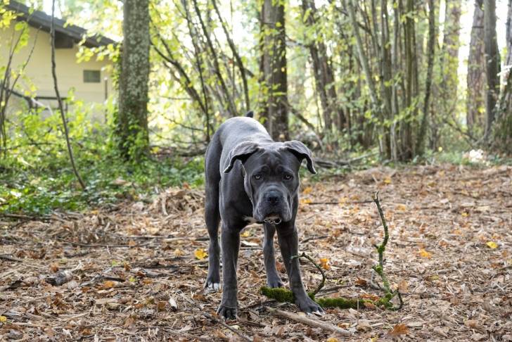 Un Blue Blood Cane Corso dans une forêt