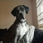 Un Italian Daniff assis sur un canapé