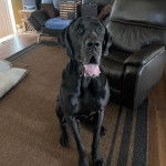 Un Italian Daniff assis sur un tapis dans un salon