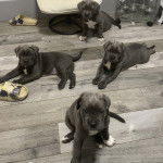 Quatre Italian Daniffs allongé sur un plancher en bois