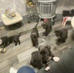 Cinq Italian Daniffs dans un salon