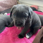 Un Italian Daniff assis sur une couverture rose avec un radiateur blanc en arrière-plan