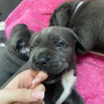 Un Italian Daniff tenu par une main avec des ongles