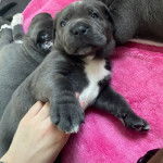 Trois Italians Daniffs allongé sur une couverture