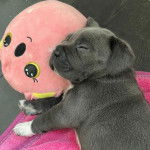 Un Italian Daniff endormi sur une couverture avec sa tête sur une peluche