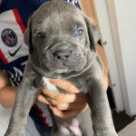 Un Italaian Daniff tenu dans les mains d'une personne