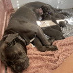 Une Italian Daniff et ses chiots qui dorment dans une boîte en carton