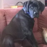 Un Italian Daniff assis sur un canapé