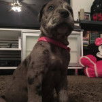 Un Italian Daniff assis sur un tapis gris avec un meuble et une télévision en arrière-plan