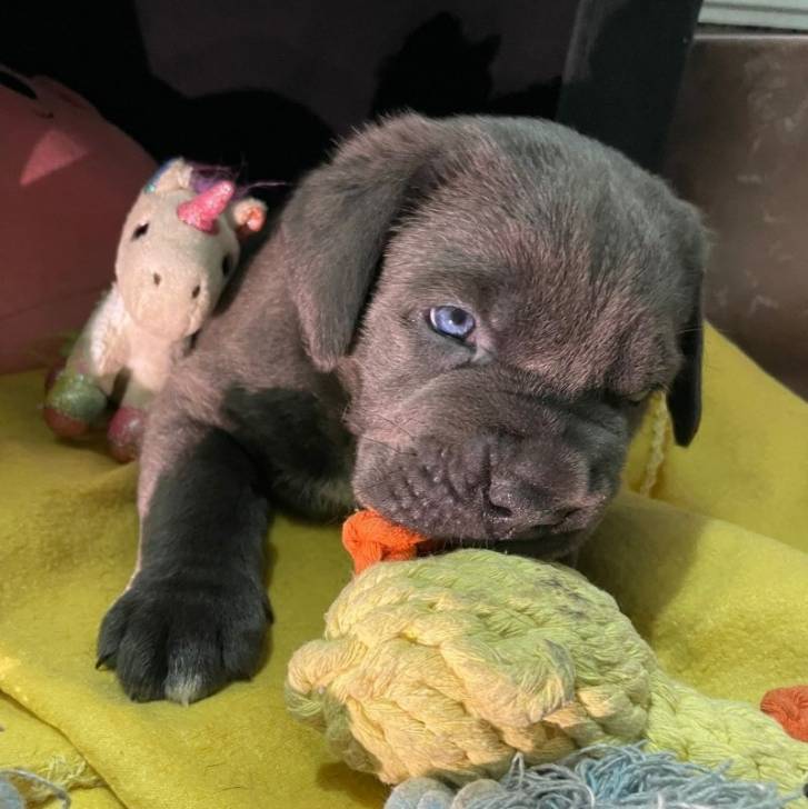 Un Italian Daniff endormi à côté d'un jouet à corde et un animal en peluche