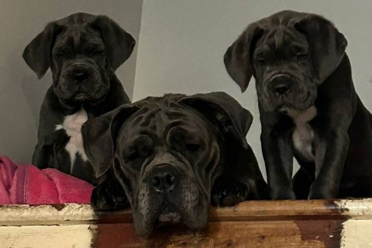 Photo de la tête de trois Italians Daniffs