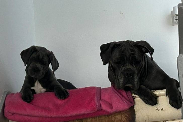 Deux Italians Daniffs reposant sur une couverture rose sur un banc en bois