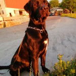 Un Labrador Corso portant un collier en chaîne argentée et assis sur une route de gravier
