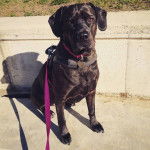 Un Labrador Corso portant un collier assis sur un trottoir en b&eacute;ton