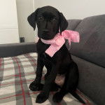 Un Labrador Corso avec un ruban rose noué autour de son cou et assis sur une couverture à carreaux