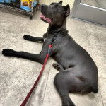 Un Labrador Corso allongé sur un sol carrelé et qui est tenu en laisse