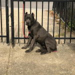 Un Labrador Corso assis sur une surface bétonnée et qui est tenu en laisse 