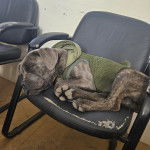 Un Labrador Corso allongé sur une chaise et portant un habit pour chien 