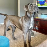 Un Labrador Corso sur une moquette et portant un collier autour du cou