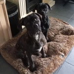 Deux Labrador Corso assis dans un panier et regardant tout les deux la cam&eacute;ra 