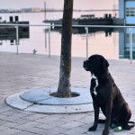 Un Labrador Corso assis sur un sol pav&eacute; et qui est tenu en laisse 