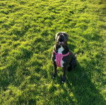 Un Labrador Corso assis sur une surface gazonn&eacute;e et portant un harnais 