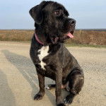 Un Labrador Corso portant un collier autour du cou et tirant la langue 