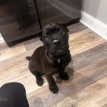 Un Labrador Corso assis sur un plancher et portant un collier autour du cou