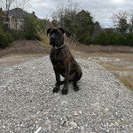 Un Labrador Corso assis sur des gravillons et portant un collier autour du cou