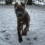Un Labrador Corso courant sur une surface enneigée et regardant vers la caméra