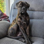 Un Labrador Corso assis sur un canapé et semblant détendu 