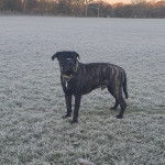 Un Labrador Corso sur un terrain herbeux et portant un collier autour du cou