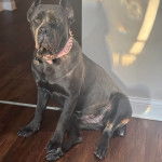 Un Labrador Corso assis sur un plancher et portant un collier autour du cou