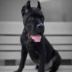 Un Labrador Corso assis sur un banc et portant un collier autour du cou