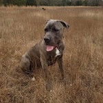 Un Labrador Corso assis sur un terrain herbeux et tirant la langue 