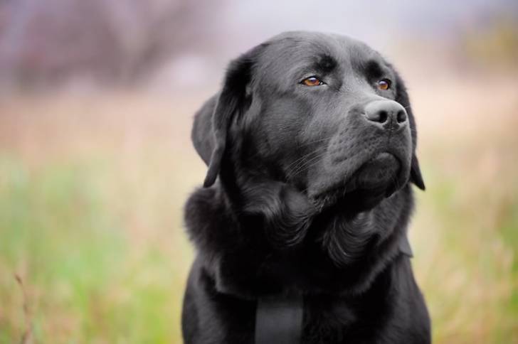 https://img.freepik.com/premium-photo/black-labrador-retriever-green-blurred-background-portrait-you