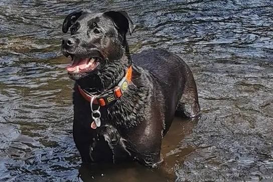 Un Labrador Corso  portant un collier orange et debout à quatre pattes dans un plan d'eau