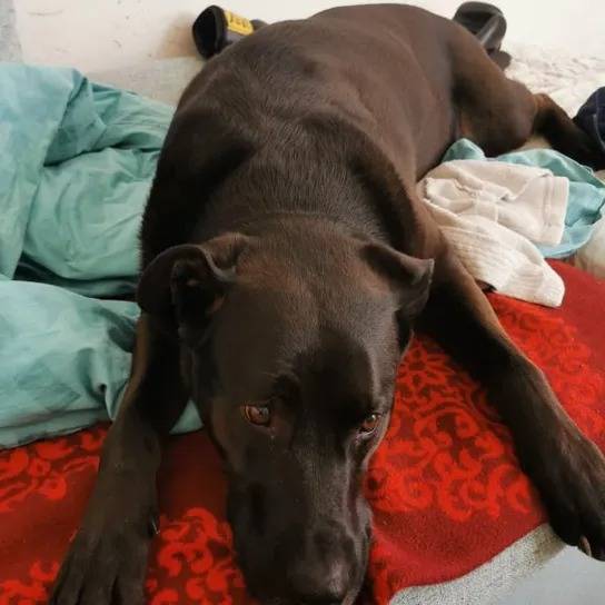 Photo prise de face d'un Labrador Corso noir allongé sur une couverture rouge