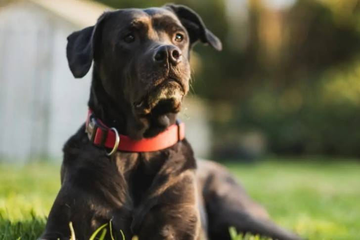 Photo en gros plan d'un Labrador Corso noir avec un collier rouge qui est allongé sur une pelouse