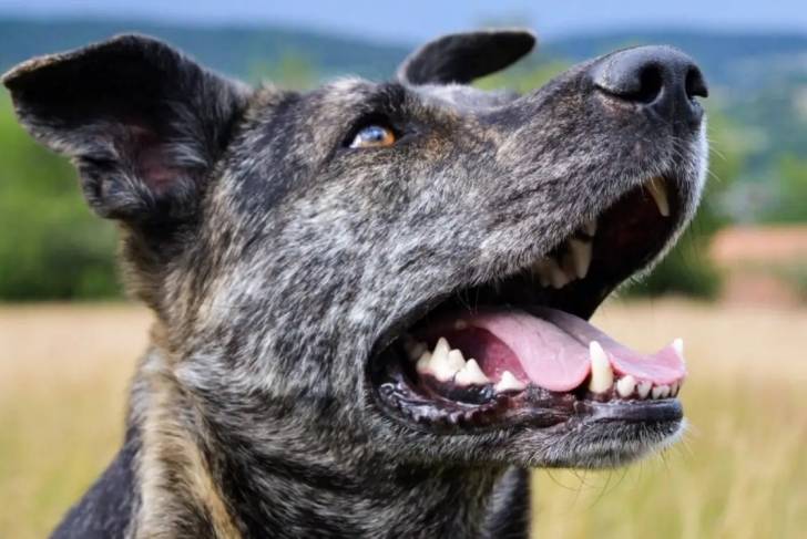 Un Labrador Corso regardant le ciel, la bouche ouverte avec en arrière-plan un champ