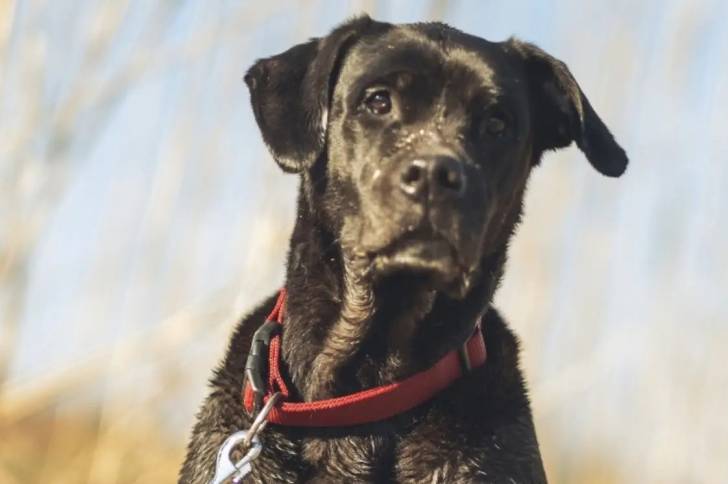 Un Labrador Corso avec un collier rouge et regardant la caméra 
