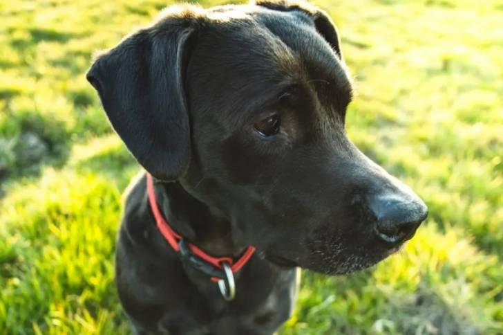 Un Labrador Corso avec un collier rouge dans un champ herbeux