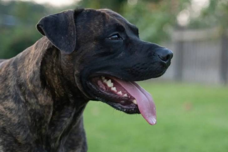 Photo prise de profil d'un Labrador Corso halètant avec en arrière-plan une cour herbeuse