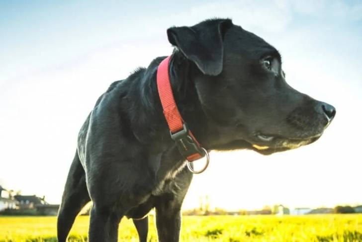 Un Labrador Corso debout à quatre pattes dans un champ avec le ciel et des maisons en arrière-plan