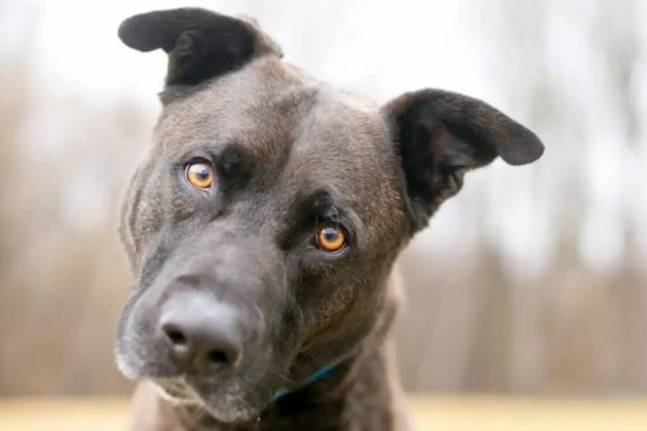 Photo prise en gros plan de la tête d'un Labrador Corso fixant la caméra